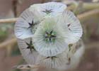 Scabiosa stellata, Farolitos