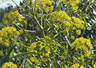 La cañaheja (Ferula communis)