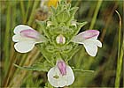 Bellardia trixago. Gallocresta blanca