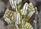 Asphodelus albus o macrocarpus. Gamón