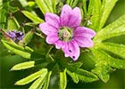 Geranium dissectum