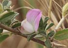 Ononis Spinosa. Gatuña