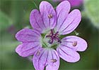 Geranium molle. Geranio blando