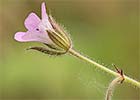 Geranium rotundifolia. Geranio de hoja redonda