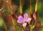 Geranium robertianum. Geranio de San Roberto