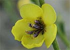 Verbascum sinuatum, Candilera