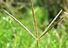 Cynodon dactylon. Grama común