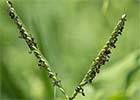 Paspalum distichum, Grama de agua