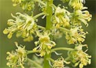 Reseda lutea, Gualdón