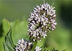 Mentha aquatica. Hierbabuena acuática