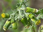 Senecio vulgaris, Hierba cana