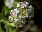 Hierba de los canónigos (Valerianella coronata)