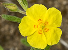 Hierba del cuadrillo (Helianthemum salicifolium)