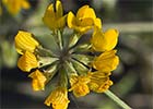 Hierba de la herradura (Hippocrepis ciliata)