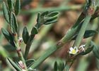 Polygonum equisetiforme, Hierba de la sangre