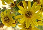 Senecio jacobaea, Hierba de Santiago