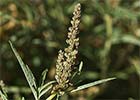 Hieron (Amaranthus muricatus)