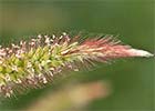 Setaria pumila, Hopillo