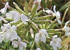 Saponaria officinalis, Jabonera