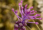 Muscari comosum. Jacinto comoso