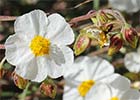 Perdiguera (Helianthemum apenninum)