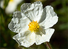 Cistus monspeliensis. Jaguarzo negro