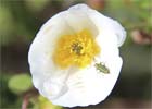 Cistus salviifolius. Jaguarzo morisco