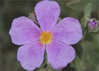 Cistus albidus. Jara blanca