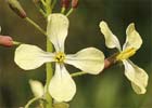 Eruca vesicaria. Jaramago blanco