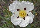 Cistus ladanifer. Jara