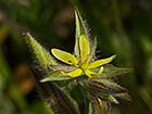 Jarilla (Helianthemum angustatum Pomel)