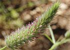 Trifolium angustifolium, Jopito