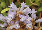 Orobanche ramosa, Jopo