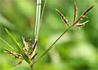 Cyperus rotundus. Juncia