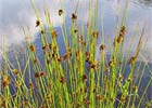 Juncus acuatus. Junco