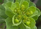 Euphorbia serrata. Lechetrezna