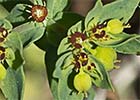 Lechetrezna romeral (Euphorbia exigua)