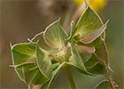 Lechetrezna tonta (Euphorbia falcata)