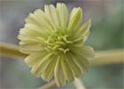 Lactuca serriola. Lechuguilla