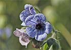 Cynoglossum creticum. Lengua de perro