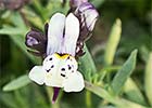 Linaria amatista (Linaria amethystea)