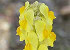 Linaria vulgaris. Linaria