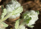 Bombycilaena erecta. Lino de pastor