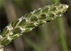 Llantén blanco o canoso (Plantago albicans)