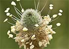 Llanten menor (Plantago lagopus)