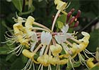 Lonicera etrusca. Madreselva etrusca