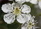 Crataegus monogyna. Majoletero