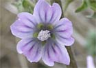 Malva parviflora. Malva de flor pequeña