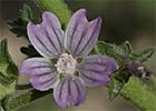 Malva loca (Malva multiflora)