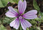 Malva sylvestris. Malva